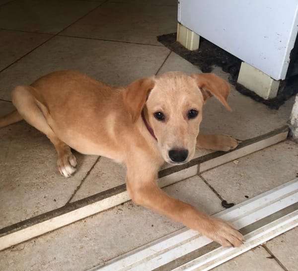 MYLO, chiot Berger Créole mâle