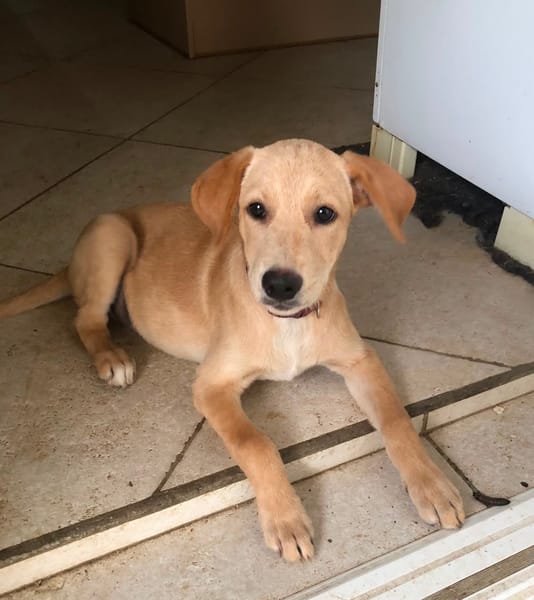 MYLO, chiot Berger Créole mâle
