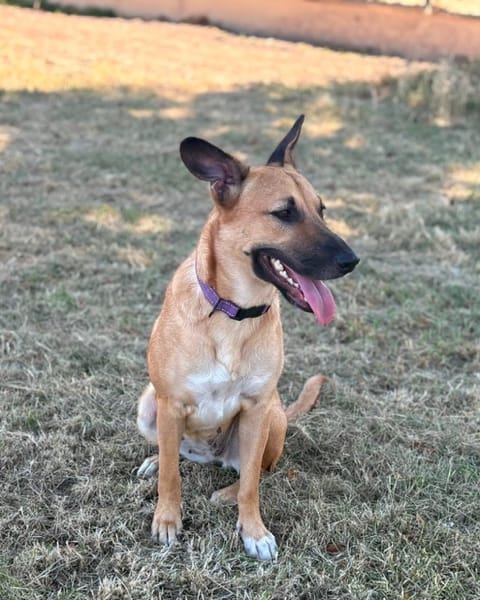 CIEL, Berger créole femelle