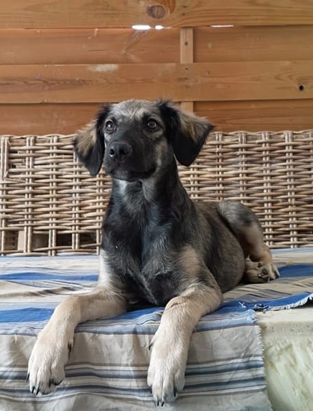 MAHE, chiot mâle Berger Créole