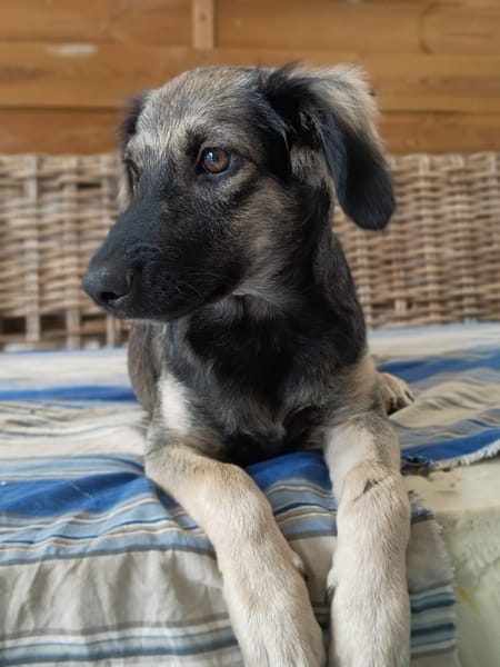 MAHE, chiot mâle Berger Créole