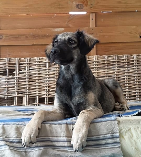 MAHE, chiot mâle Berger Créole