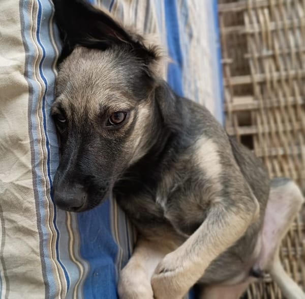 MAHE, chiot mâle Berger Créole