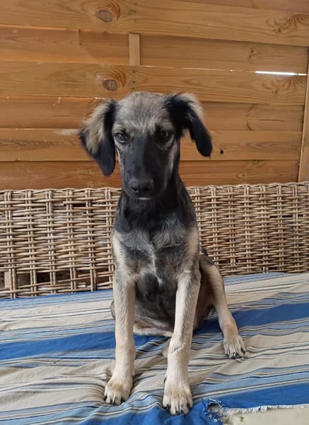 MAHE, chiot mâle Berger Créole