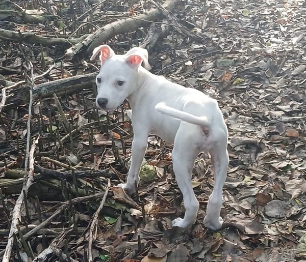 YUKEE, chiot femelle Berger Créole
