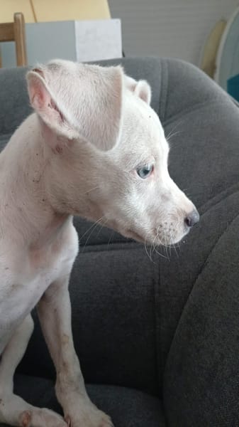 YUKEE, chiot femelle Berger Créole