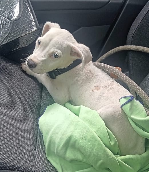 YUKEE, chiot femelle Berger Créole