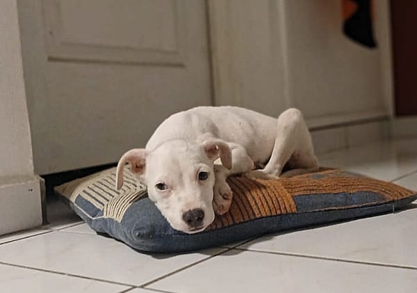 YUKEE, chiot femelle Berger Créole