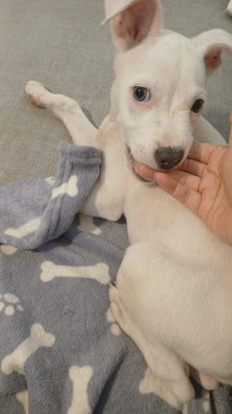 YUKEE, chiot femelle Berger Créole