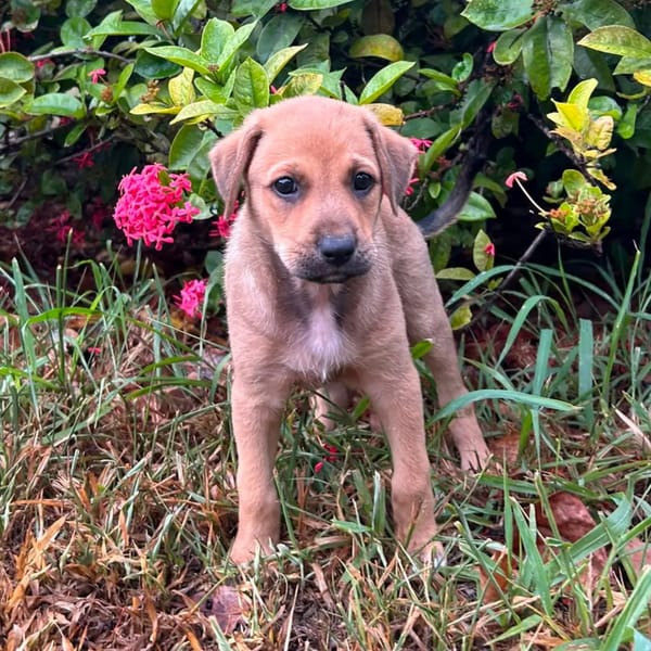 ✨️ TASHA ✨️ 🐶
