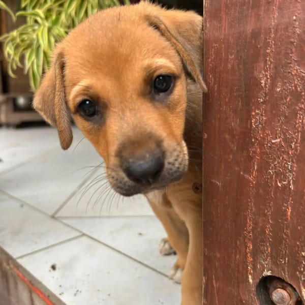 ✨️ TASHA ✨️ 🐶