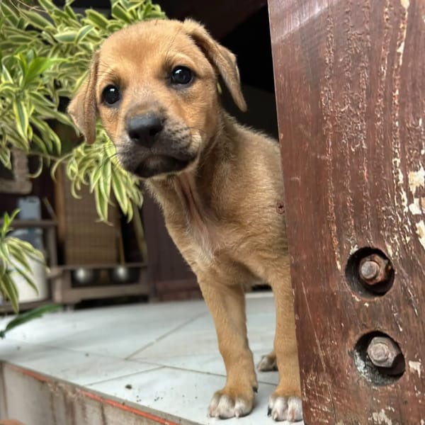 ✨️ TASHA ✨️ 🐶
