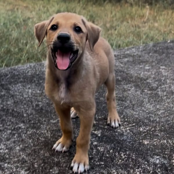 ✨️ TASHA ✨️ 🐶