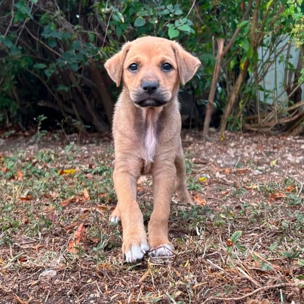 ✨️ TASHA ✨️ 🐶
