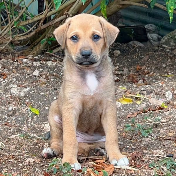 ✨️ TASHA ✨️ 🐶