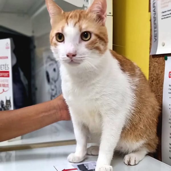 ✨️ ENZO ✨️ 🐱