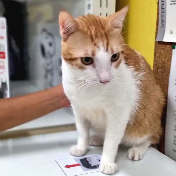 ✨️ ENZO ✨️ 🐱