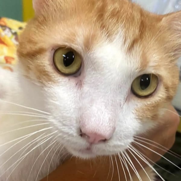 ✨️ ENZO ✨️ 🐱