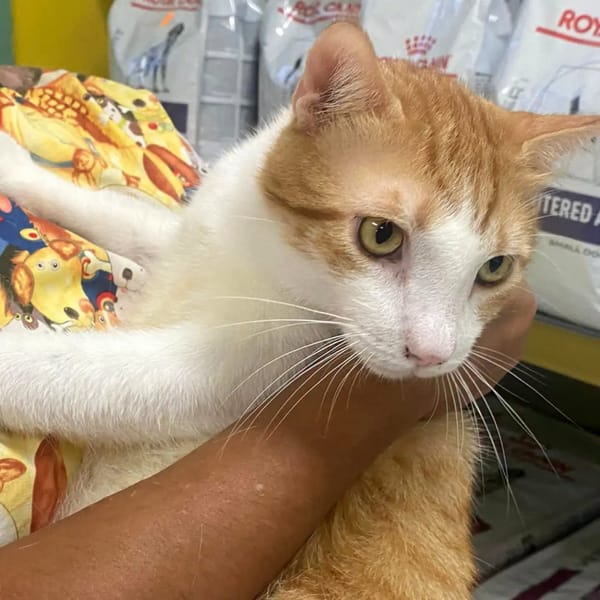 ✨️ ENZO ✨️ 🐱