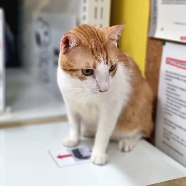 ✨️ ENZO ✨️ 🐱