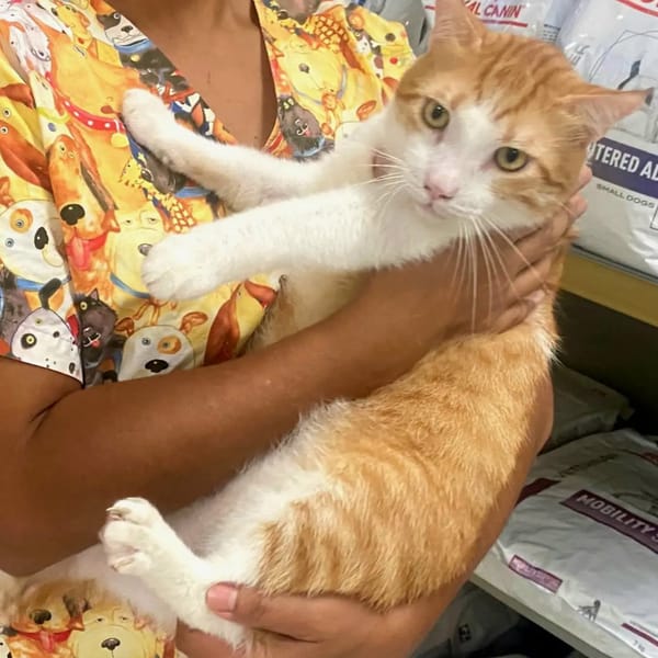 ✨️ ENZO ✨️ 🐱
