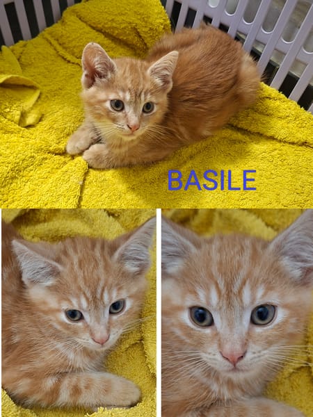 BASIL