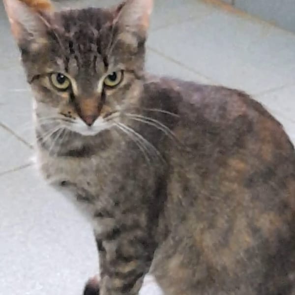 ✨️ ODELIA ✨️ 🐱