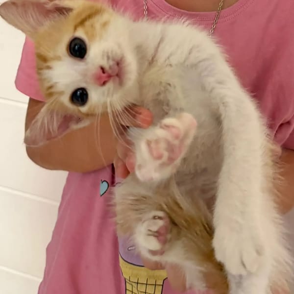 ✨️ MOO ✨️ 🐱