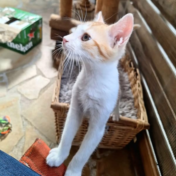 ✨️ MOO ✨️ 🐱