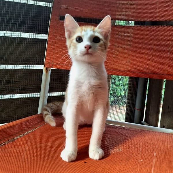 ✨️ MOO ✨️ 🐱