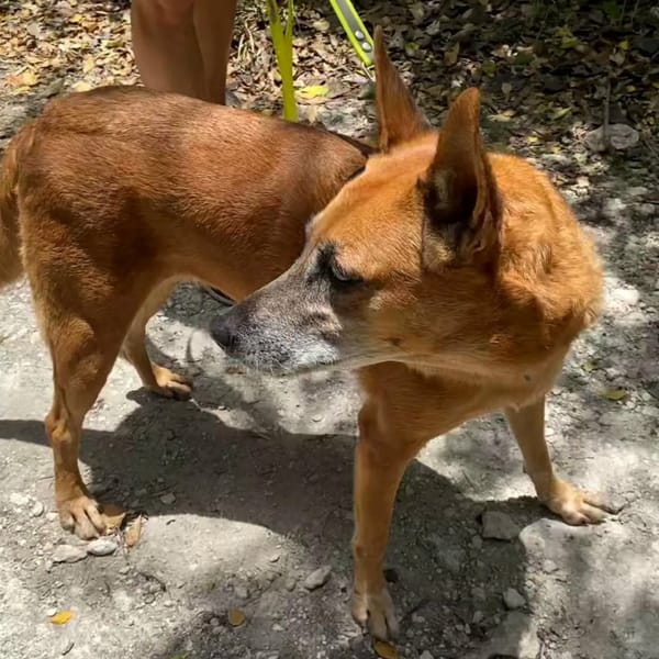 ✨️ MALIA ✨️ 🐶