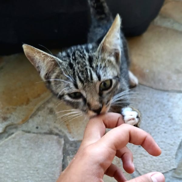 ✨️ NOX ✨️ 🐱