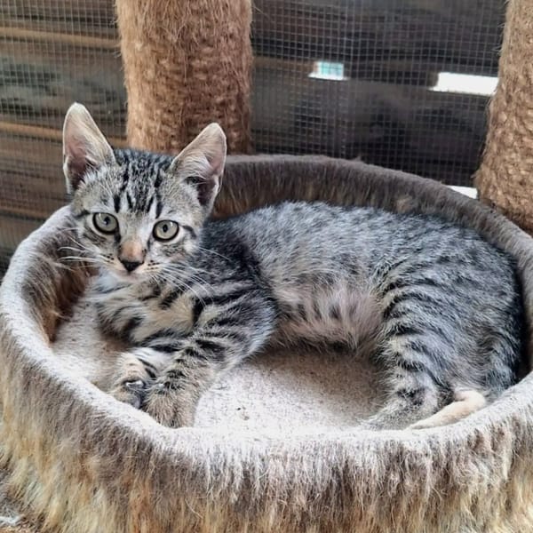 ✨️ KAÏ ✨️ 🐱