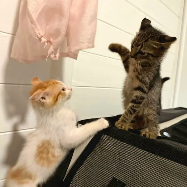 ✨️ KAÏ ✨️ 🐱
