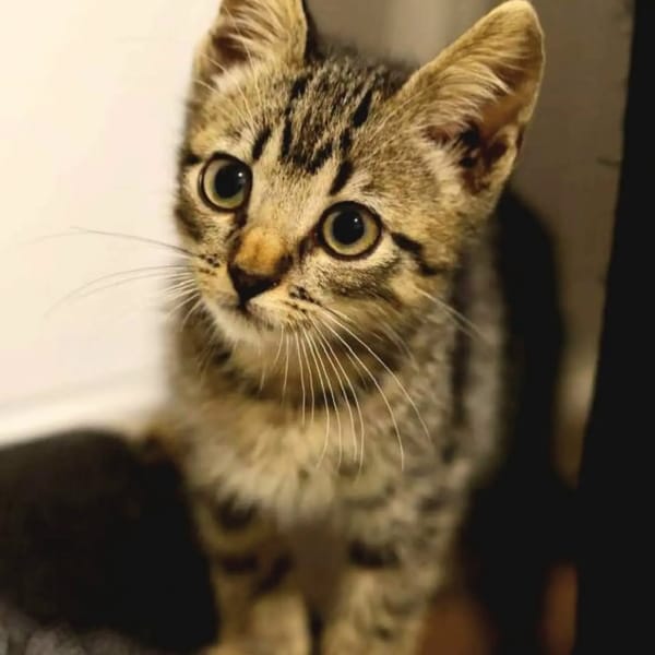 ✨️ KAÏ ✨️ 🐱
