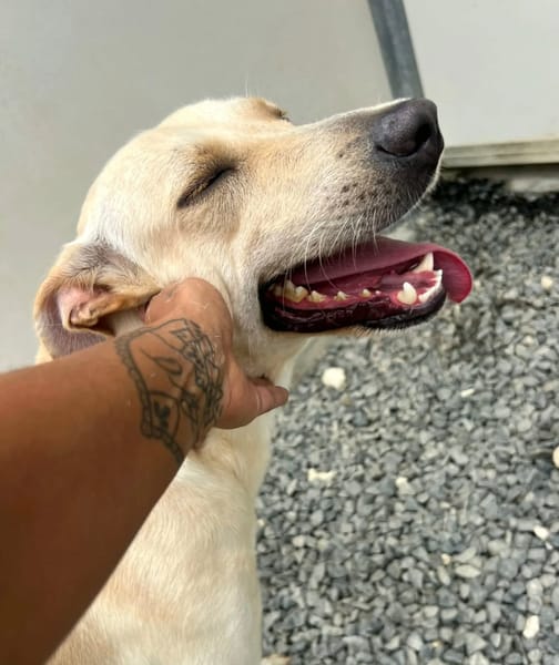 ✨️ FRANKLIN ✨️ 🐶