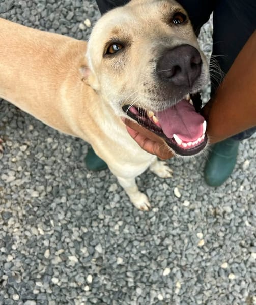 ✨️ FRANKLIN ✨️ 🐶