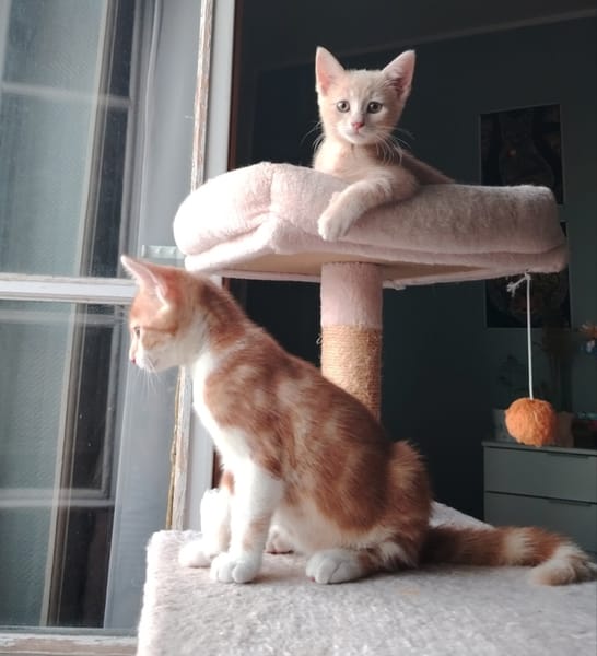 Biscuit