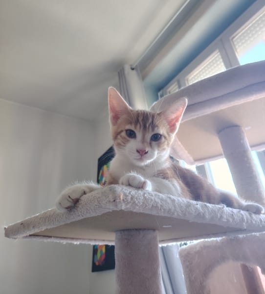 Biscuit
