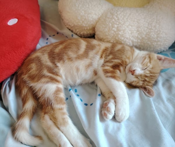 Biscuit