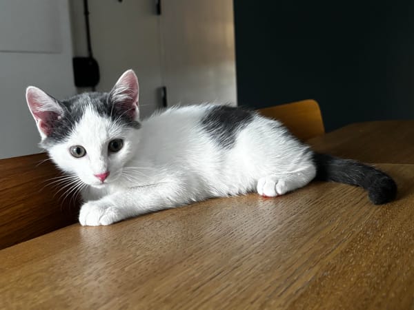 Bonbon