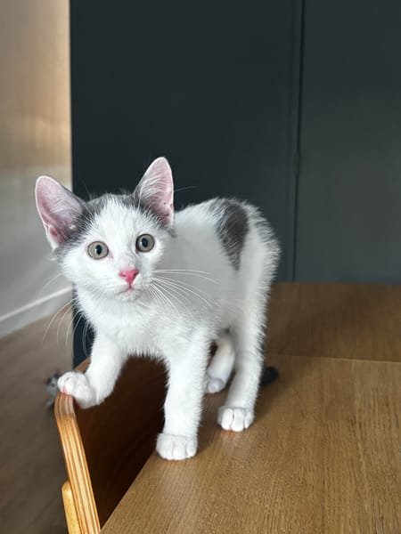 Bonbon