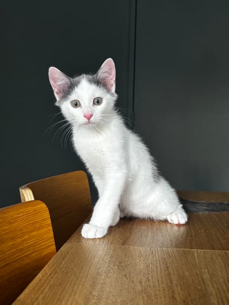 Bonbon