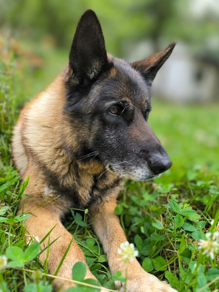 REX