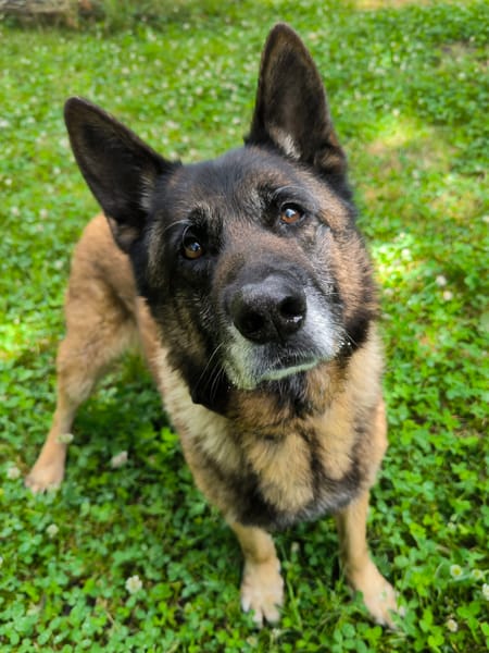 REX