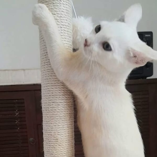 ✨️ MOUSSON ✨️ 🐱