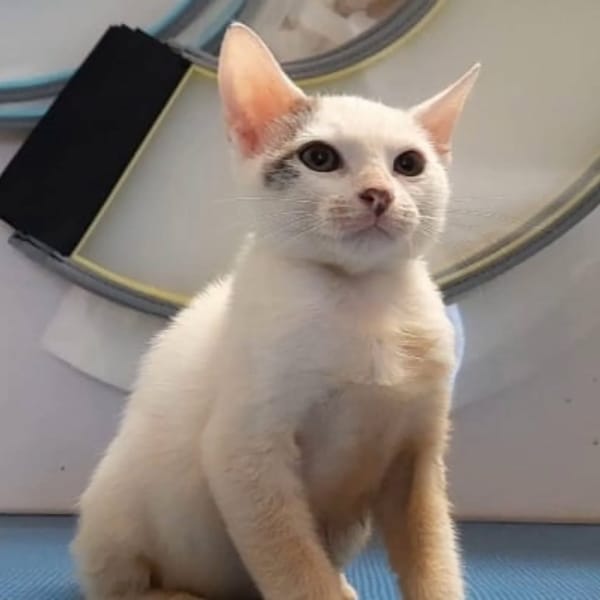 ✨️ MOUSSON ✨️ 🐱