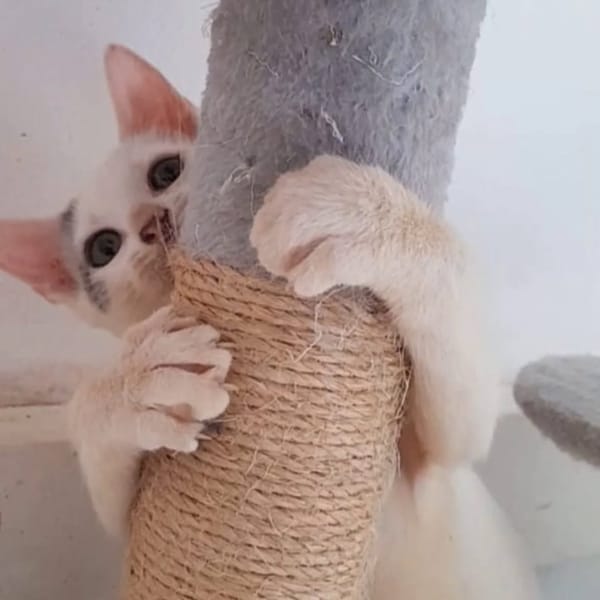 ✨️ MOUSSON ✨️ 🐱