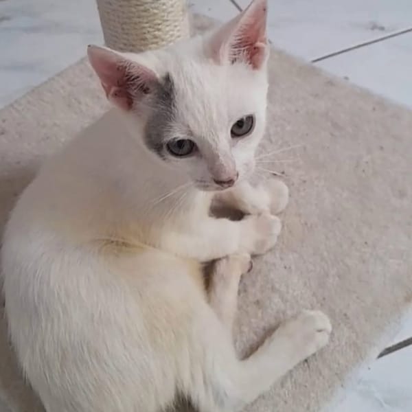 ✨️ MOUSSON ✨️ 🐱