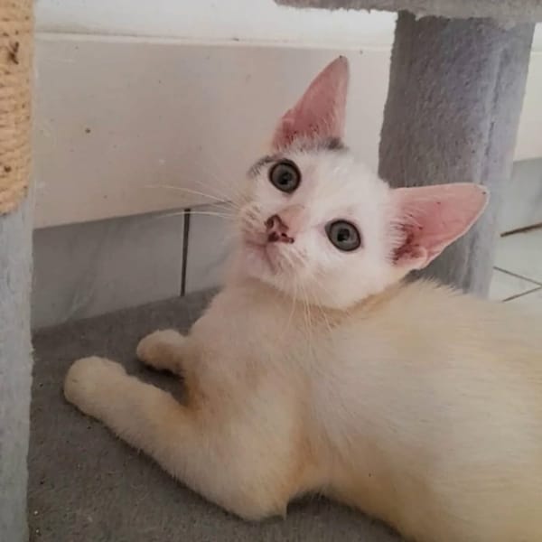 ✨️ MOUSSON ✨️ 🐱